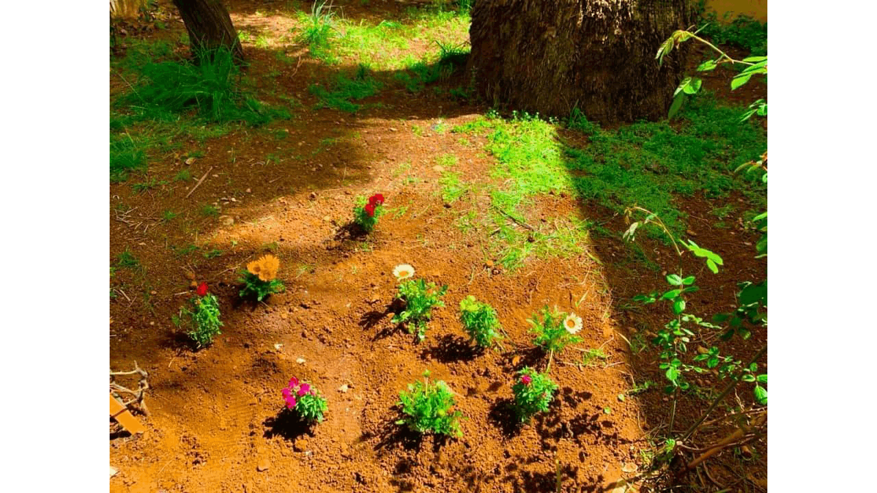 Events - Planting activity